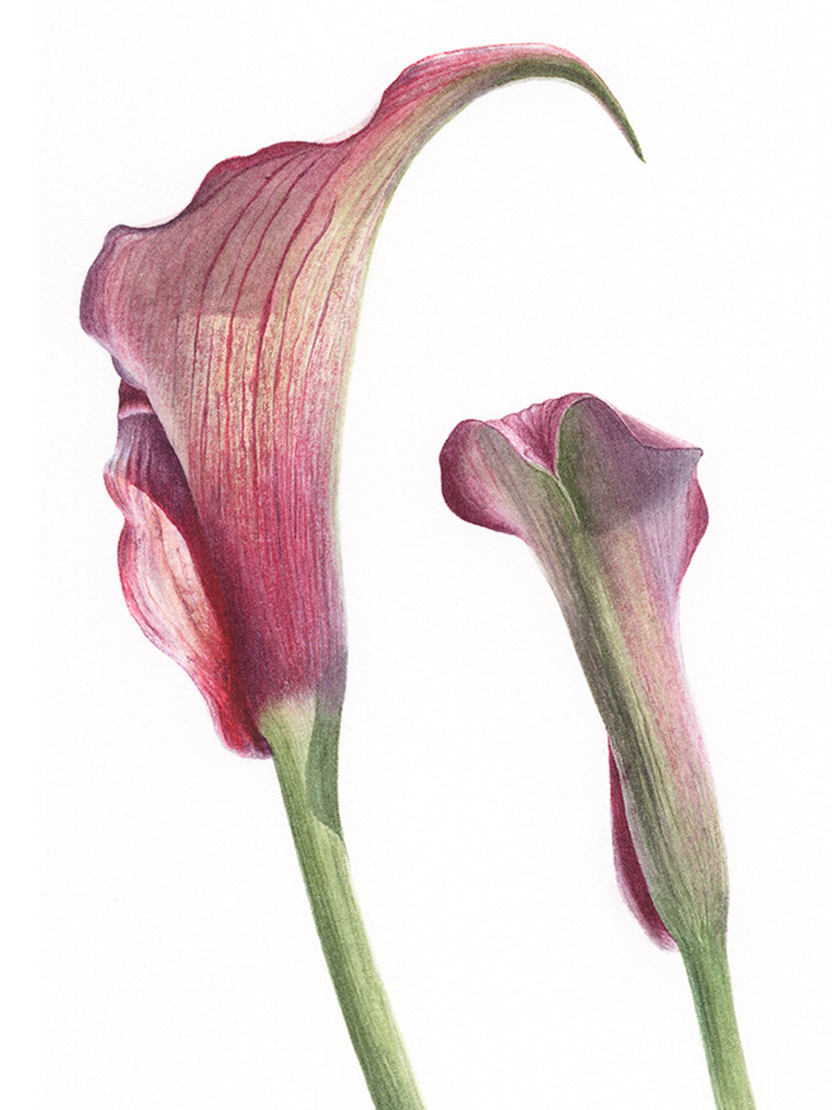 Dance of the Calla Lilies