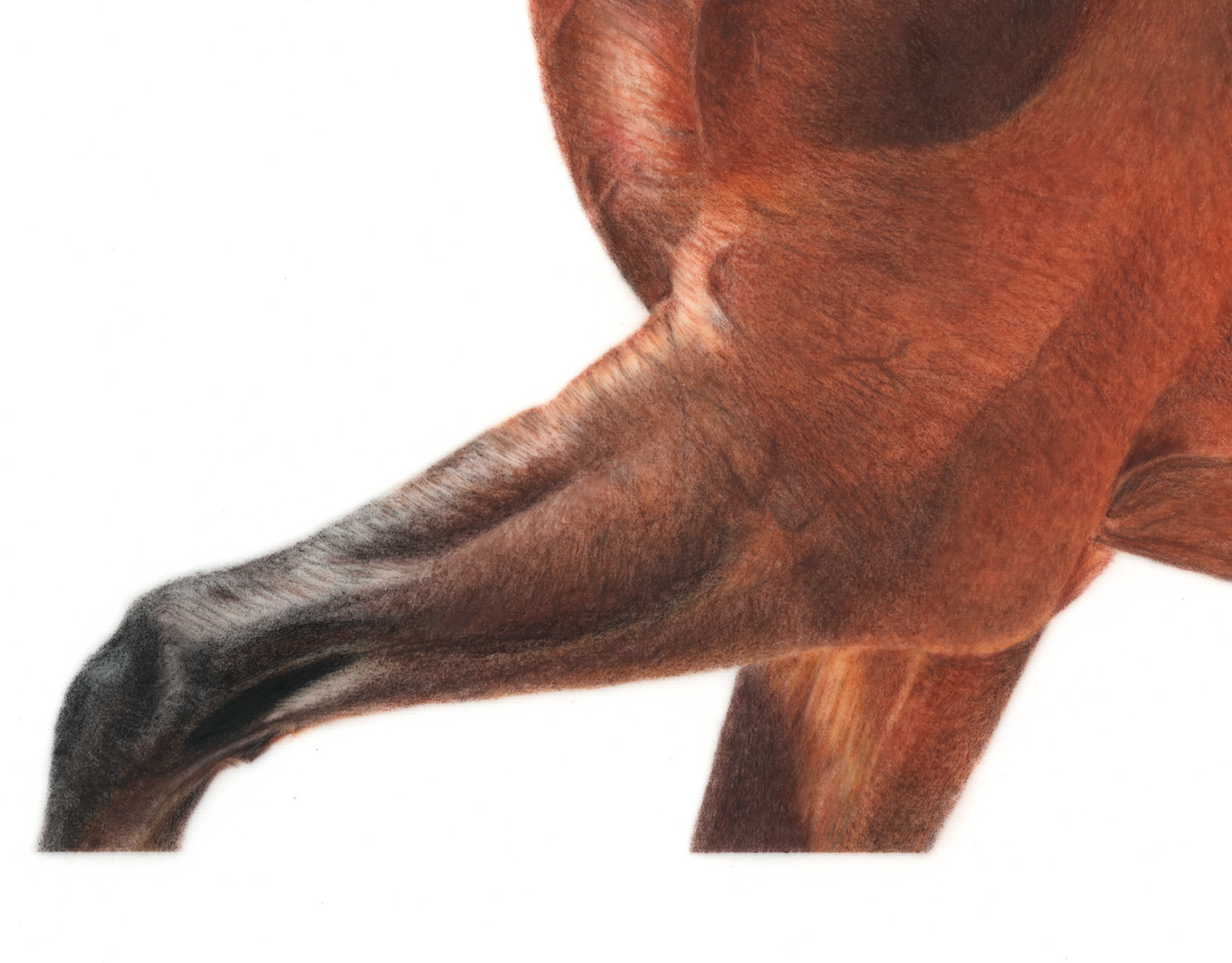 Bay Horse