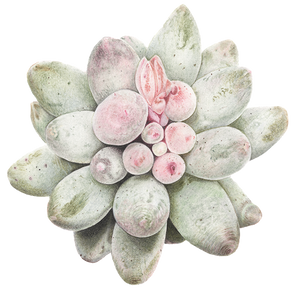 Botanical decoration