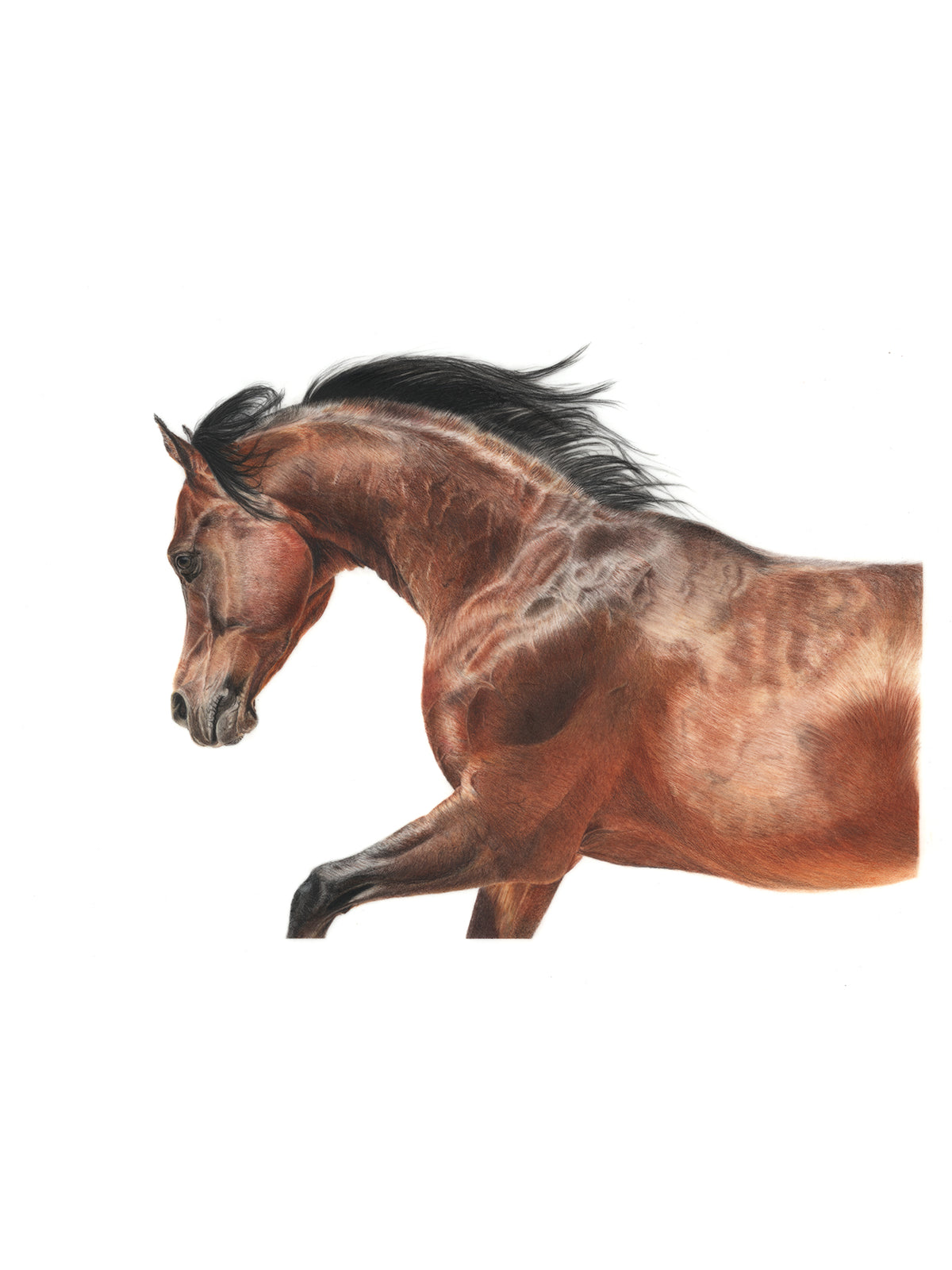 Bay Horse