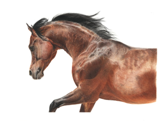 Bay Horse