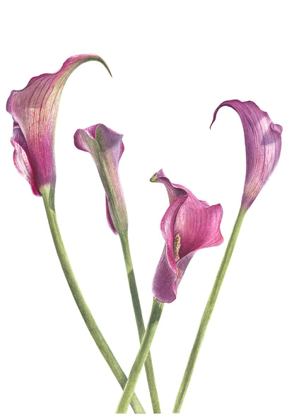 Dance of the Calla Lilies