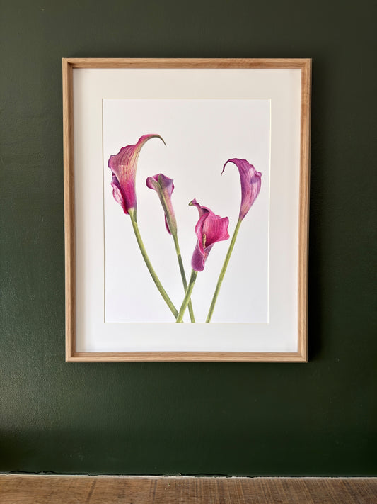 Dance of the Calla Lilies