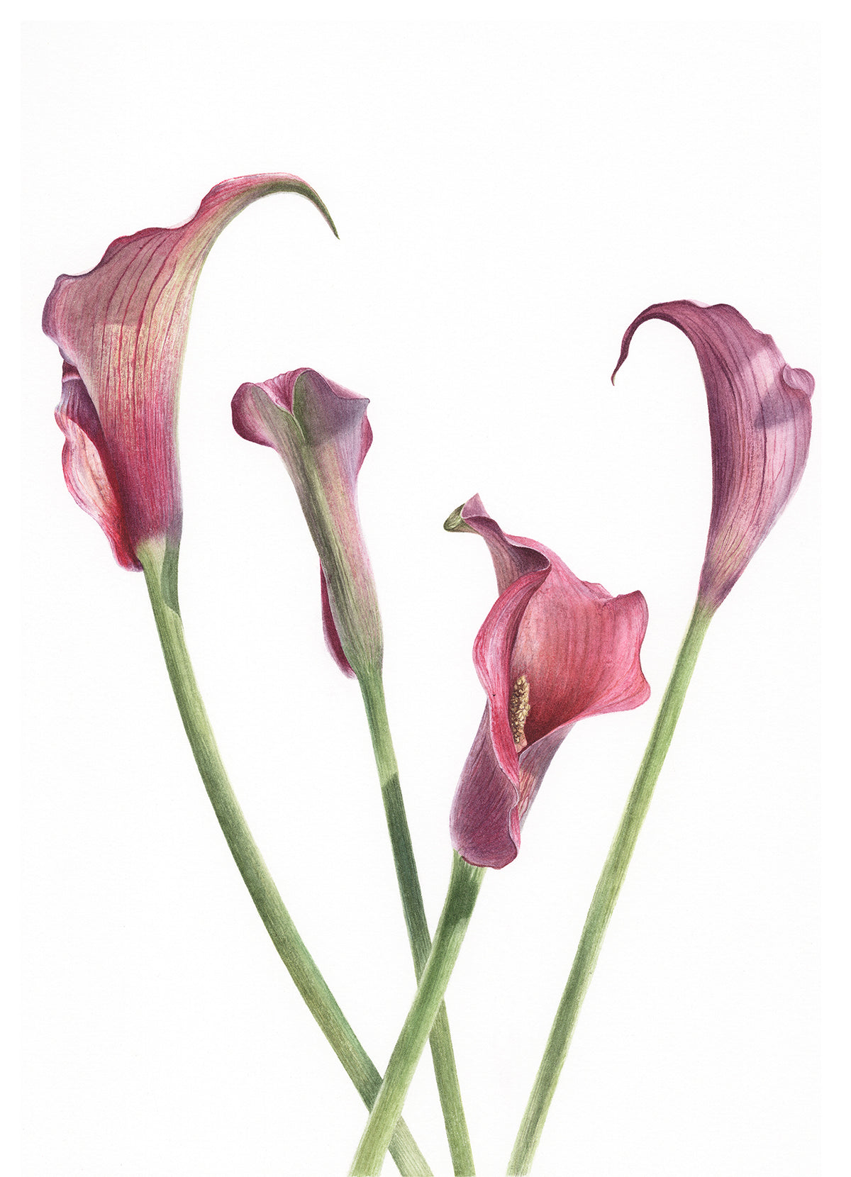 Dance of the Calla Lilies