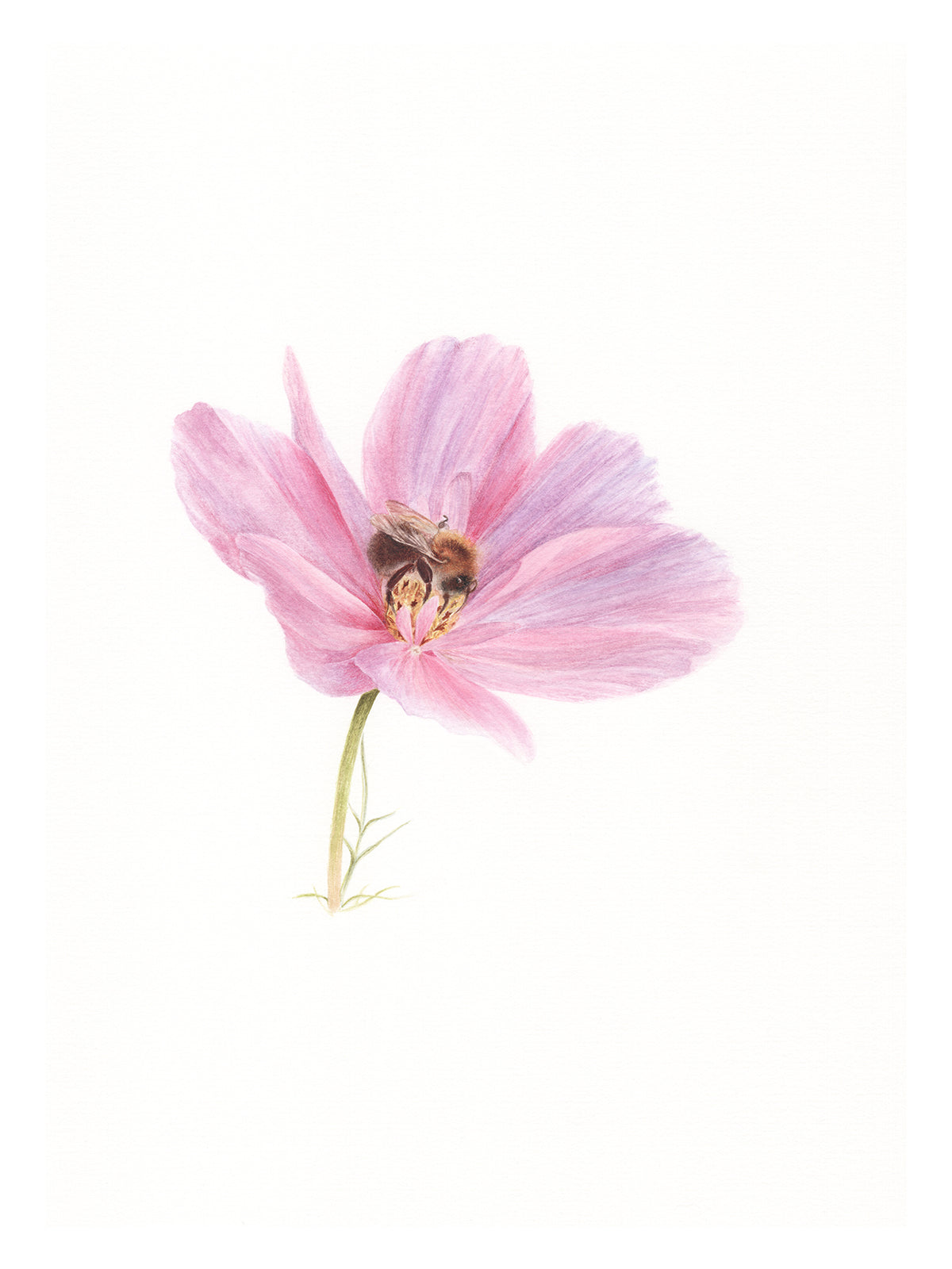 Cosmos and the Bee