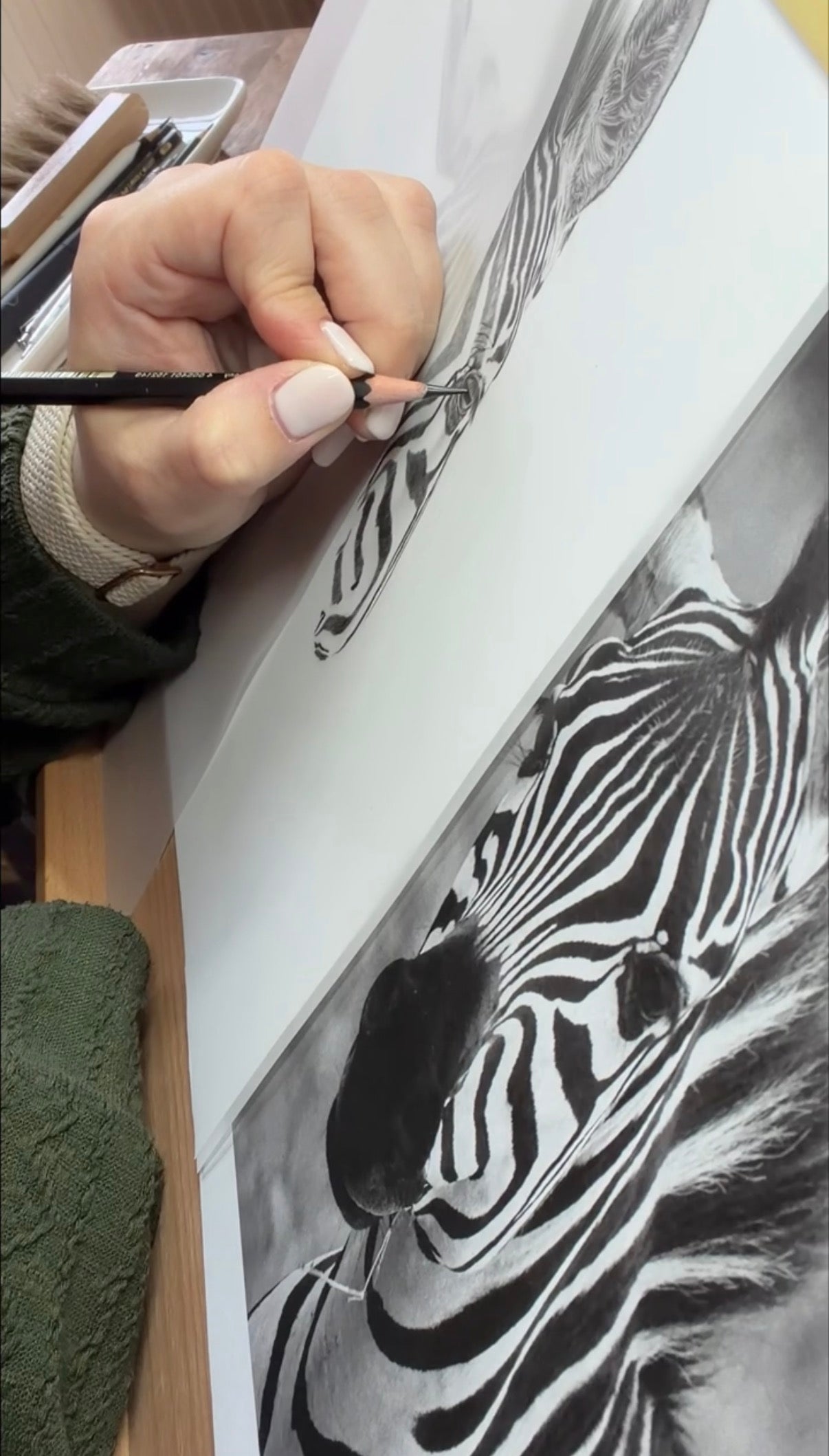 Zebra