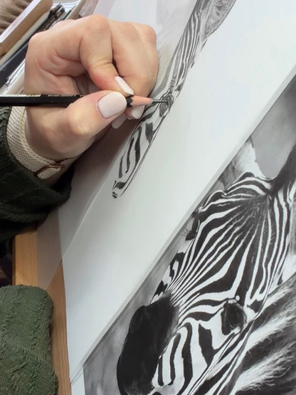 Zebra