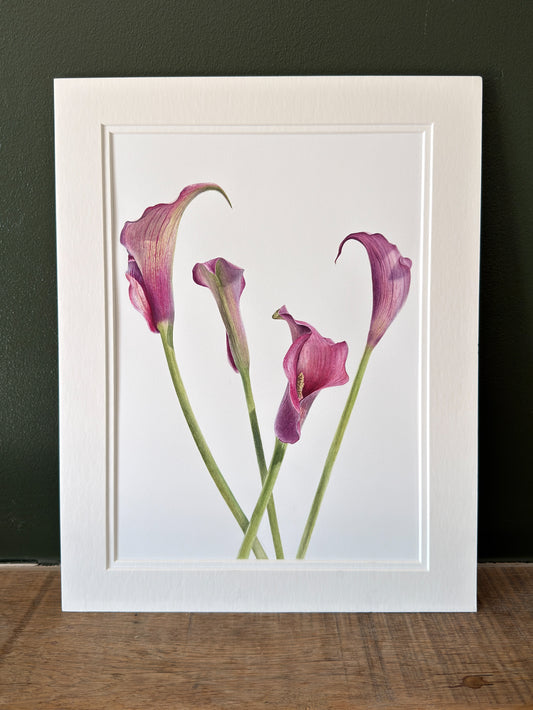 Dance of the Calla Lilies