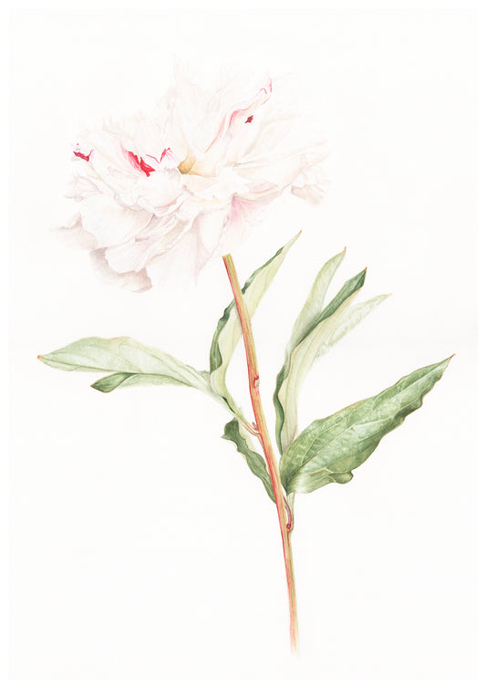 Peony