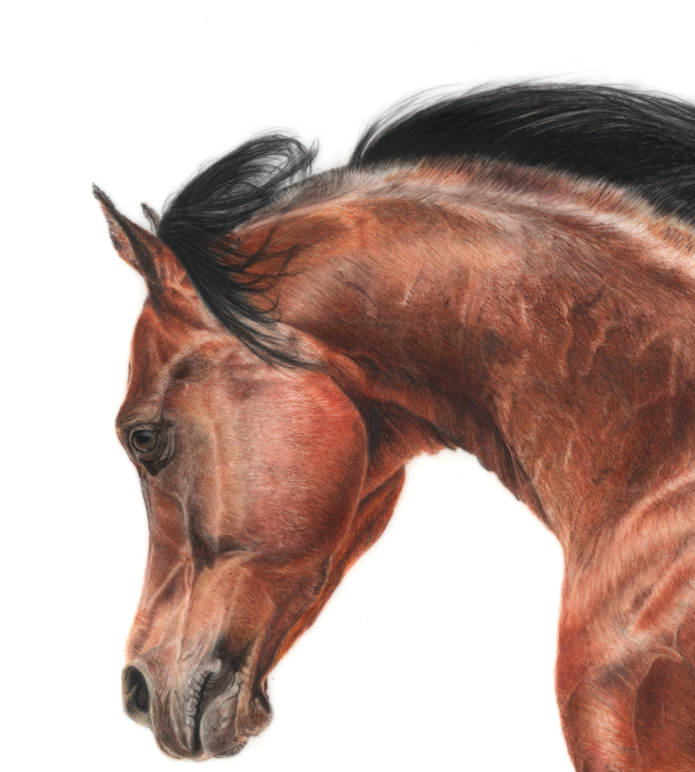 Bay Horse