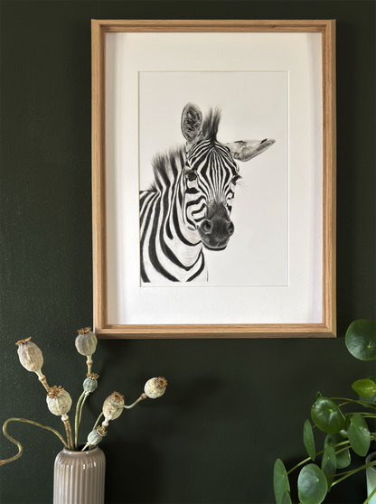 Zebra