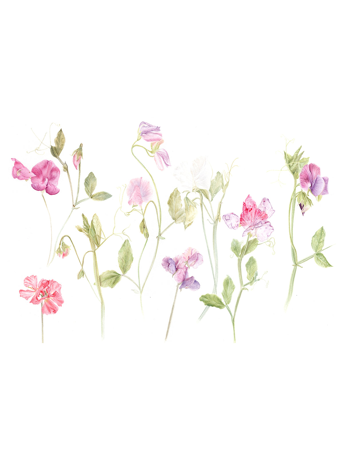 Sweet Pea