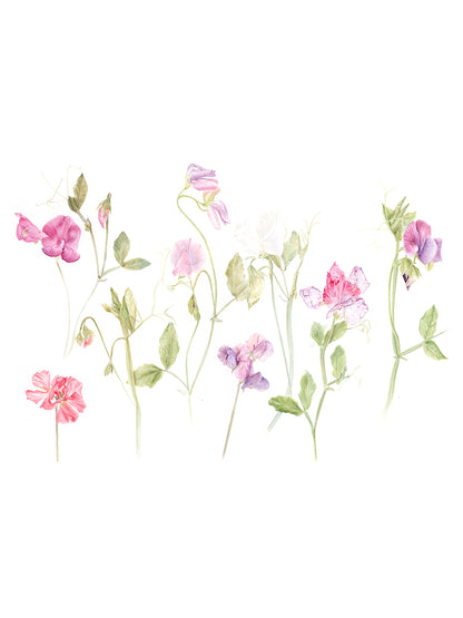 Sweet Pea