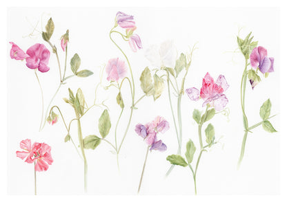 Sweet Pea