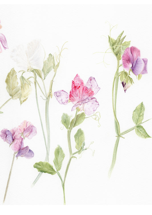 Sweet Pea