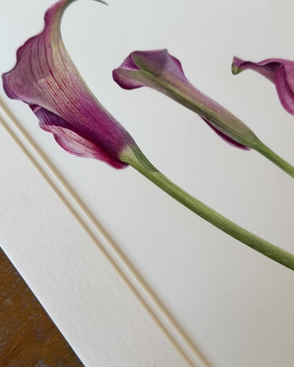 Dance of the Calla Lilies